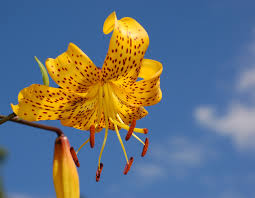 Hybrid Plant